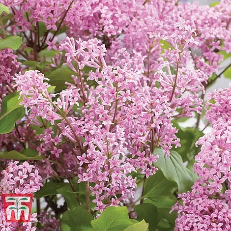 Lilac Dwarf 'Flowerfesta® Pink' 2 Lilac Dwarf 'Flowerfesta® Pink' - Image 2