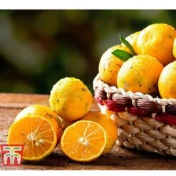 Rangpur Lime -Garden Supplies Sale LIME WKB8926 C