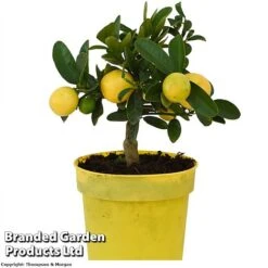 Limequat Citrus Plant -Garden Supplies Sale LIMEQUAT KC5369 A1