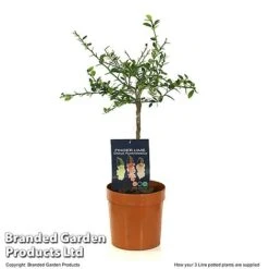 Lime 'Caviar Lime' 9 Lime 'Caviar Lime' -Garden Supplies Sale LIME CAVIARL3L T48377