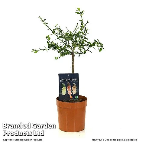 Lime 'Caviar Lime' 4 Lime 'Caviar Lime' - Image 4