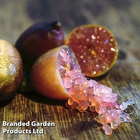 Lime 'Caviar Lime' 1 Lime 'Caviar Lime'