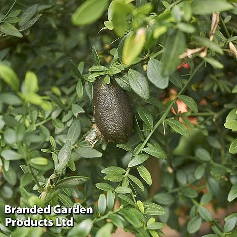 Lime 'Caviar Lime' 2 Lime 'Caviar Lime' - Image 2