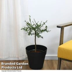 Lime 'Caviar Lime' 10 Lime 'Caviar Lime' -Garden Supplies Sale LIME CAVIARLIM T48378