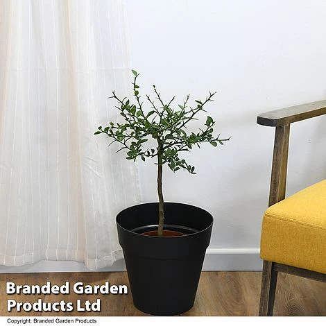 Lime 'Caviar Lime' 5 Lime 'Caviar Lime' - Image 5