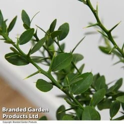 Lime 'Caviar Lime' 11 Lime 'Caviar Lime' -Garden Supplies Sale LIME CAVIARLIM T48379