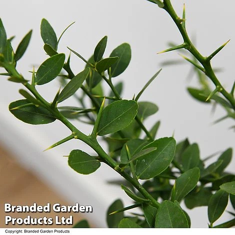 Lime 'Caviar Lime' 6 Lime 'Caviar Lime' - Image 6