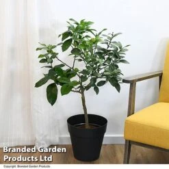 Limequat Citrus Plant -Garden Supplies Sale LIME LIMEQUAT T483841