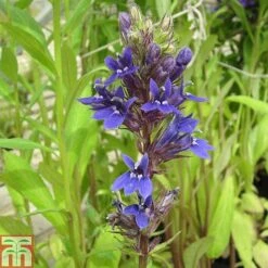 Lobelia X Speciosa 'Vedrariensis' (Marginal Aquatic)