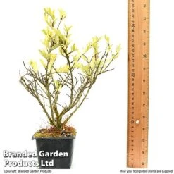 Lonicera Pileata 8 Lonicera Pileata -Garden Supplies Sale LONI PILEAT9CM T50089