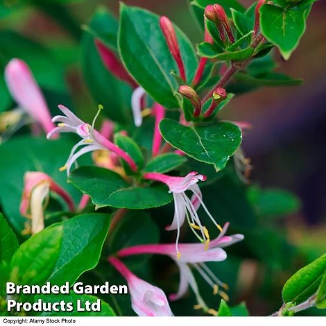 Lonicera Japonica 'Red World' 1 Lonicera Japonica 'Red World'