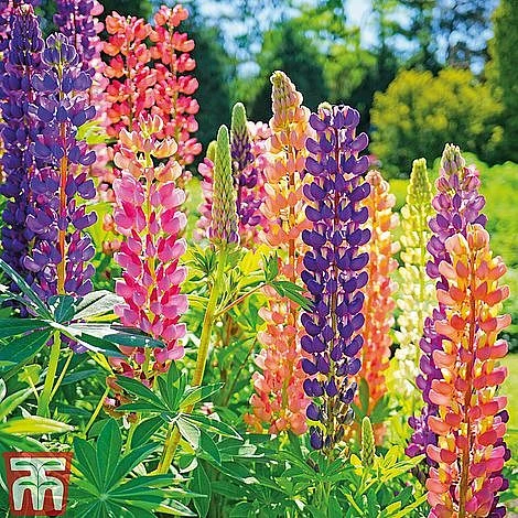 Bare Root Perennial Collection 2 Bare Root Perennial Collection - Image 2