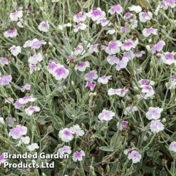 Lychnis Coronaria 'Oculata'