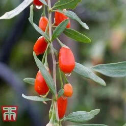 Goji Berry 'Sweet Lifeberry' -Garden Supplies Sale LYCI T66348 b
