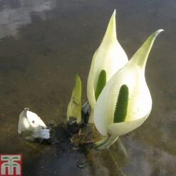 Lysichiton Camtschatcensis (Marginal Aquatic) -Garden Supplies Sale LYSI T78332 C h