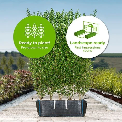 Pivet Ready Bag Instant Hedge 1m (pre-grown) 2 Pivet Ready Bag Instant Hedge 1m (pre-grown) - Image 2
