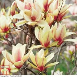 Magnolia Denudata 'Sunrise' (Patio Standard)