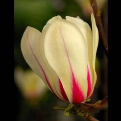 Magnolia Denudata 'Sunrise' (Patio Standard) -Garden Supplies Sale MAGN t59763 A1