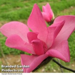 Magnolia 'Fire' -Garden Supplies Sale MAGN FIRE T51559