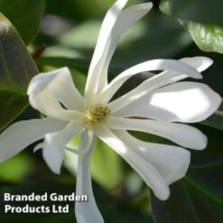 Magnolia 'Goldstar'