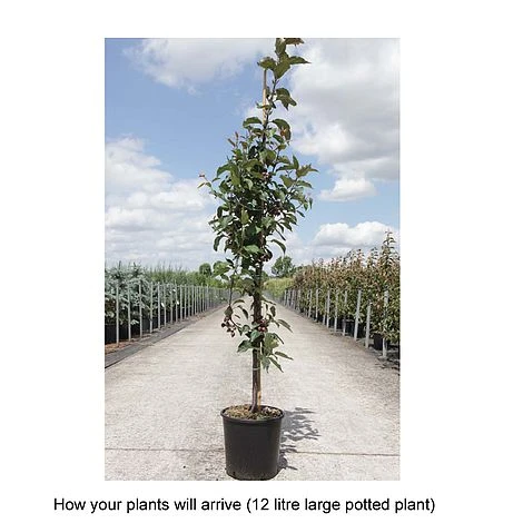 Crab Apple 'Red Obelisk' 2 Crab Apple 'Red Obelisk' - Image 2