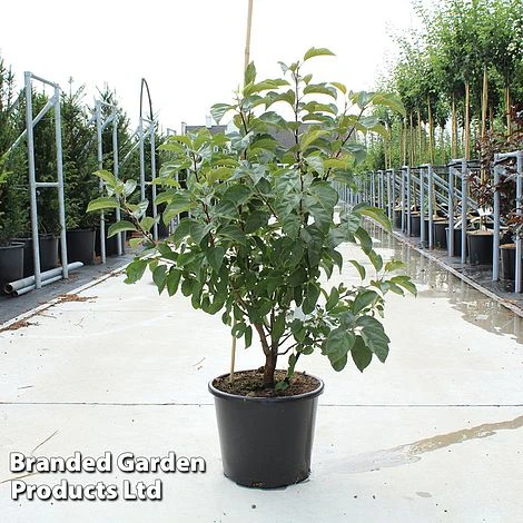 Malus 'Red Jewel' 1 Malus 'Red Jewel'