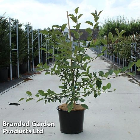 Malus 'Wintergold' 1 Malus 'Wintergold'