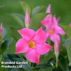 Mandevilla 'Sundaville Collection' 6 Mandevilla 'Sundaville Collection' -Garden Supplies Sale MAND BLOOMPINK L31741