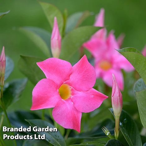 Mandevilla 'Sundaville Collection' 3 Mandevilla 'Sundaville Collection' - Image 3