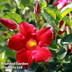 Mandevilla 'Sundaville Collection' 7 Mandevilla 'Sundaville Collection' -Garden Supplies Sale MAND BLOOMRED L31743
