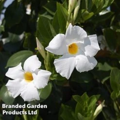 Mandevilla 'Sundaville Collection' 5 Mandevilla 'Sundaville Collection' -Garden Supplies Sale MAND BLOOMWHIT L31742
