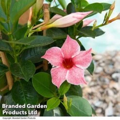 Mandevilla 'Sundaville Flamingo Pink' 4 Mandevilla 'Sundaville Flamingo Pink' -Garden Supplies Sale MAND FLAMPINK T40932