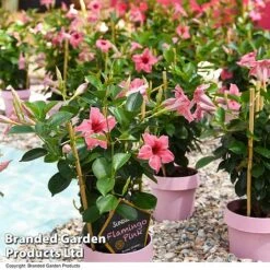 Mandevilla 'Sundaville Flamingo Pink' 5 Mandevilla 'Sundaville Flamingo Pink' -Garden Supplies Sale MAND FLAMPINK T40933