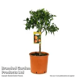 Mandarin Citrus Plant -Garden Supplies Sale MAND ORANGE5L T48380