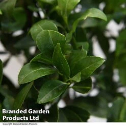 Mandarin Citrus Plant -Garden Supplies Sale MAND ORANGE T48382