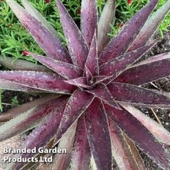 Mangave 'Blazing Saddles' 7 Mangave 'Blazing Saddles' -Garden Supplies Sale MANG BLAZINGSA S51067