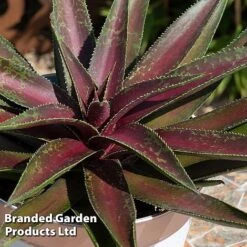 Mangave 'Blazing Saddles' 9 Mangave 'Blazing Saddles' -Garden Supplies Sale MANG BLAZINGSA S51070