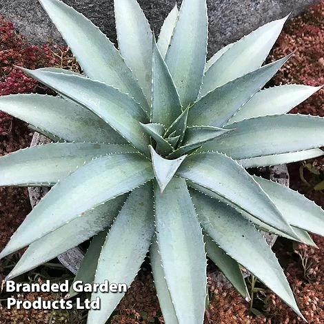 Mangave 'Frosted Elegance' 3 Mangave 'Frosted Elegance' - Image 3