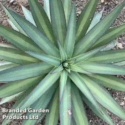 Mangave 'Frosted Elegance' 7 Mangave 'Frosted Elegance' -Garden Supplies Sale MANG FROSTELEG S51074