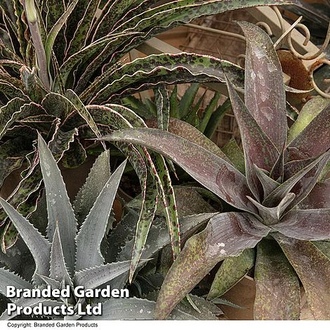 Mangave Collection 1 Mangave Collection