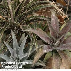 Mangave Collection 4 Mangave Collection -Garden Supplies Sale MANG MIXED T44083