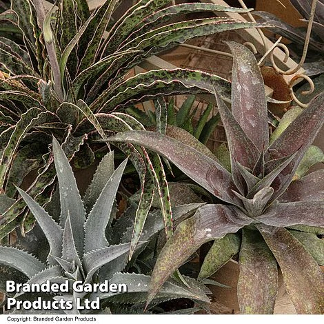 Mangave Collection 2 Mangave Collection - Image 2