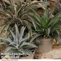 Mangave Collection 5 Mangave Collection -Garden Supplies Sale MANG MIXED T44084