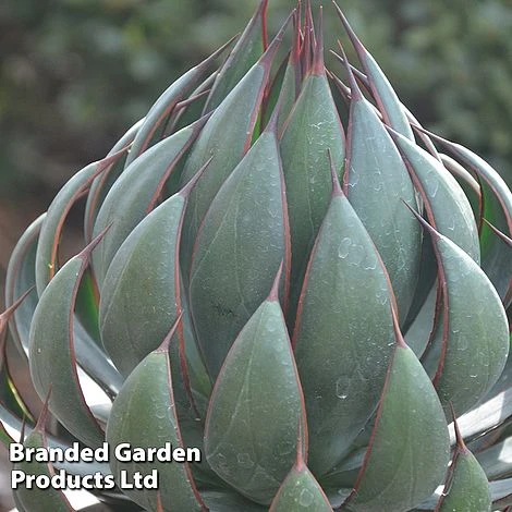 Mangave 'Praying Hands' 2 Mangave 'Praying Hands' - Image 2