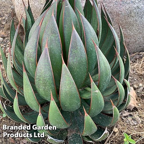 Mangave 'Praying Hands' 3 Mangave 'Praying Hands' - Image 3