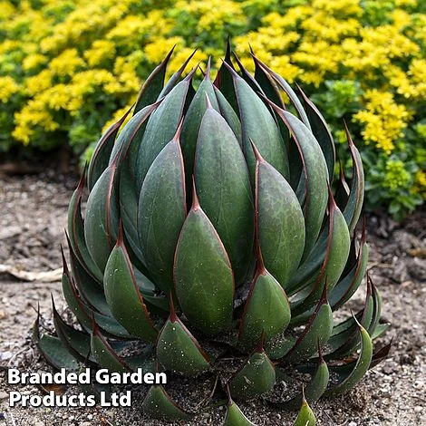 Mangave 'Praying Hands' 1 Mangave 'Praying Hands'