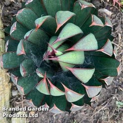 Mangave 'Praying Hands' 9 Mangave 'Praying Hands' -Garden Supplies Sale MANG PRAYINGHA S51063