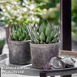 Mangave 'Praying Hands' 10 Mangave 'Praying Hands' -Garden Supplies Sale MANG PRAYINGHA S51064