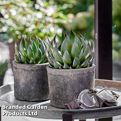 Mangave 'Praying Hands' 5 Mangave 'Praying Hands' - Image 5