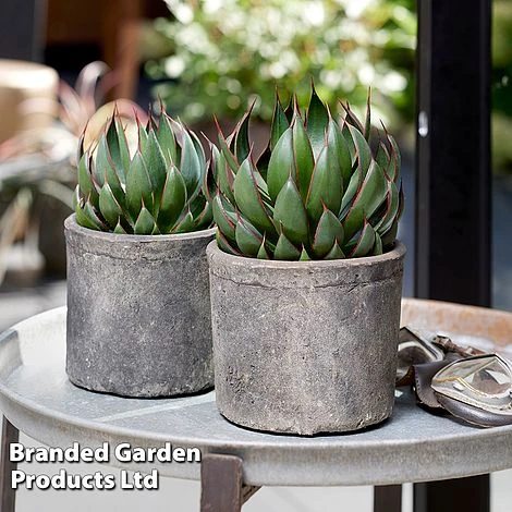 Mangave 'Praying Hands' 6 Mangave 'Praying Hands' - Image 6